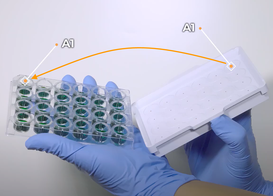 Flipping the Glass Coverslip Adapter Over the Microplate