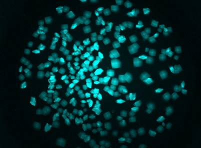 Multi-Fluorescence Imaging (Optional)